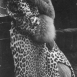 Леопардовый принт. Мода 1920-х годов