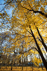 Московская осень