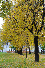 Московская осень. Территория Новодевичьего монастыря